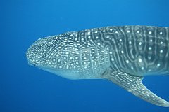 Whale_Shark-169